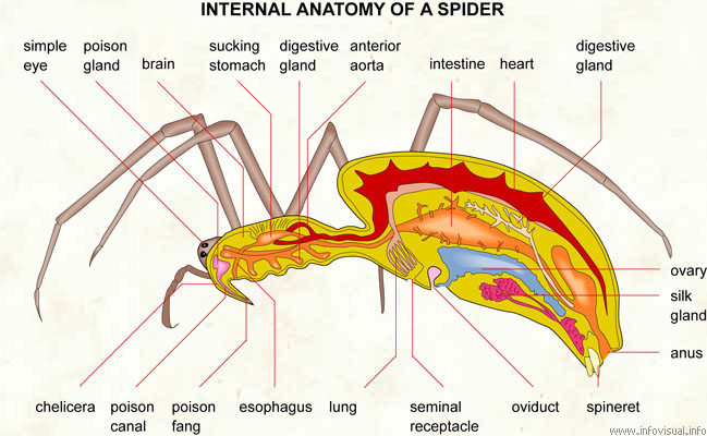 Internal anatomy of a spider